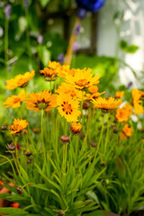 Close-up of a flowering perennial of large-flowered tickseed (Coreopsis grandiflora). Selected focus with blur