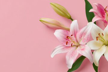 ピンクの背景に咲くピンクと白の美しいユリの花々