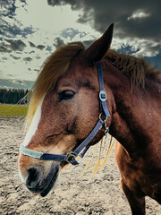 A close-up of a brown horse in a lush green field under a partly cloudy sky, capturing the essence...