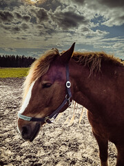 Beautiful horse action portrait in dust