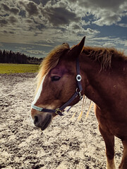 A beautiful brown horse wearing a white bridle stands in a field, the background showing trees and a cloudy sky.