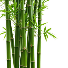 Lush Green Bamboo Stalks and Leaves on Black Background - Nature, Zen, and Asian Inspired Design