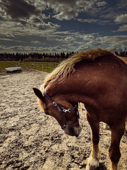 Portrait of a beautiful bay horse with a dark mane and with a rider in the saddle, which rides fast on a cloudy day. Equestrian sports. Horse riding.