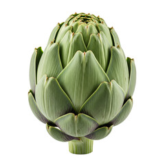 Whole Fresh Green Artichoke on a Transparent Background, White Background
