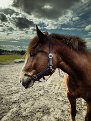 Horse on nature. Portrait of a horse, brown horse