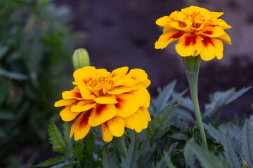Marigold flowers close-up on a bush in the garden
