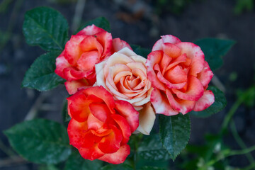bush of pink roses close-up, flower rose