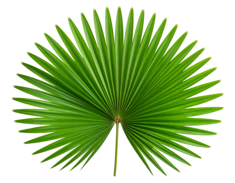 Single Sabal Palm Leaf, Top-Down Flat Lay, Full Spread, isolated on transparent background - Powered by Adobe
