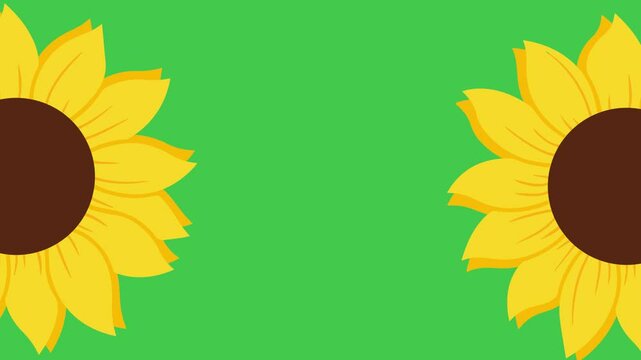 spring flowers daisies or sun flowers and chamomile animation transition rotate on green screen background with alpha matte for use in video editing for sumer or spring concepts,