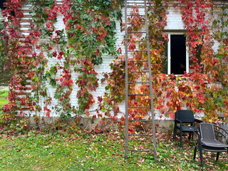 A building with grape-covered walls. Autumn.