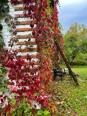 A building with grape-covered walls. Autumn.