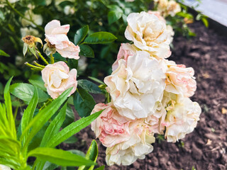White and pink roses beautifully blooming in a lush garden.