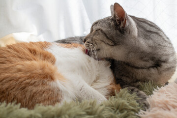 窓辺でくつろぐ可愛い二匹の猫