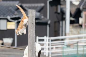 木の棒から飛び降りる猫