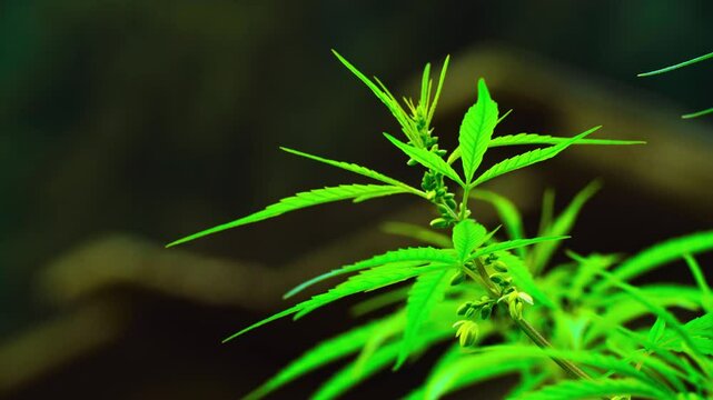 Close-Up of Cannabis (Bhang) Plant &ndash; Sacred Green Herb in the Himalayas