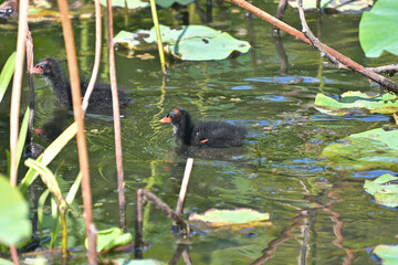 まだ身体が産毛に包まれたバンの幼鳥