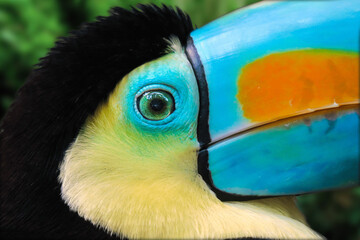 close up of a toucan