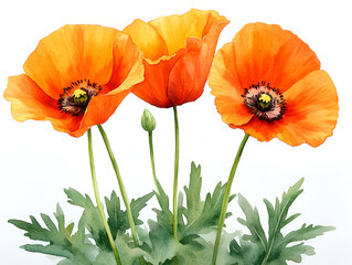 A beautiful watercolor painting of three vibrant orange poppy flowers with green leaves on a white background.
