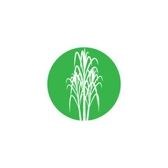 Sugarcane logo vector and symbol design