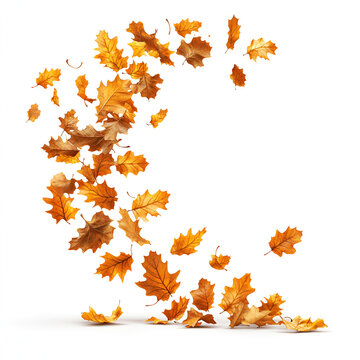 A dynamic swirl of golden brown autumn oak leaves blowing in the wind from a pile on the ground against a white background.