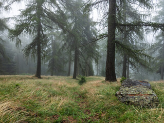 Forest in the alps in a foggy day