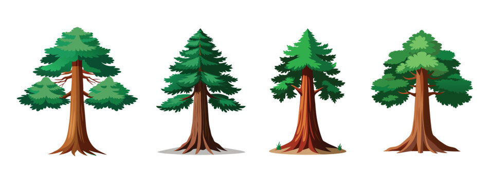 Four different cartoon drawings of tall sequoia trees on a white background