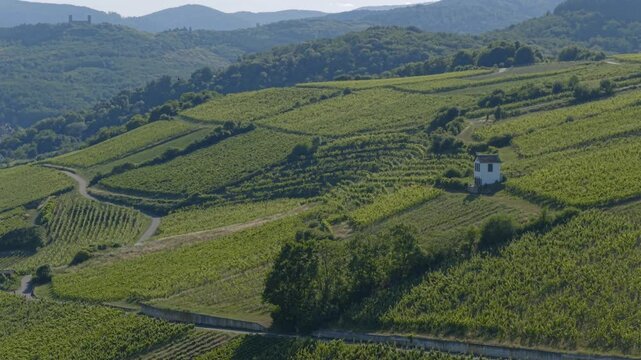 Aerial view of rolling vineyards on the route des Vins in Alsace in between the Alsacian fairytale villages 
