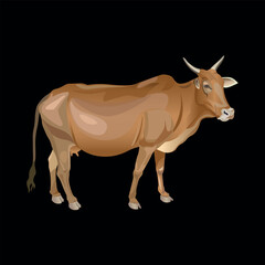 Domestic animal, Indian brown zebu cow standing in profile. Vector illustration isolated on a black background, perfect for agricultural, veterinary, farming, or animal husbandry themes. Ideal for edu