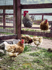 Rooster and Chickens. Free Range Cock and Hens