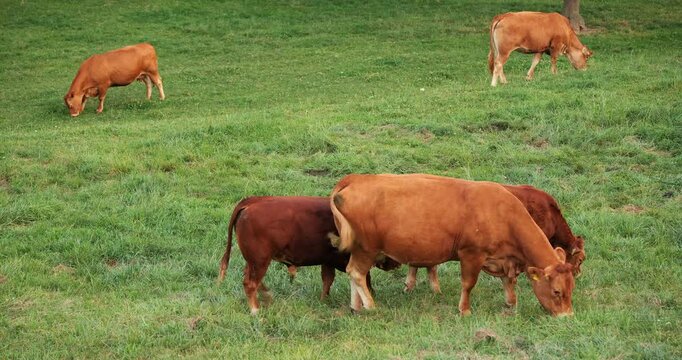 Swiss Limousine brown cows and calves grazing and ruminating on a green pasture. Close up shot, real time, no people