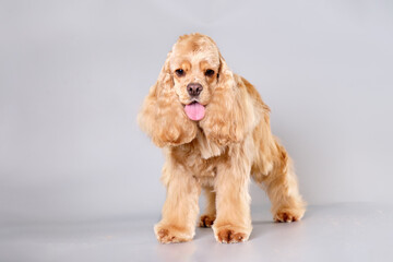 American Cocker spaniel after a haircut on a gray background