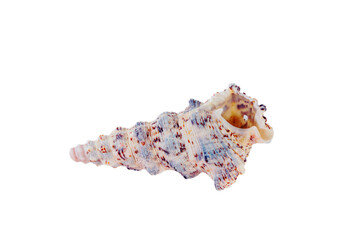 Sea shell isolated on white background.