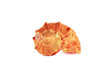 Sea shell isolated on white background.