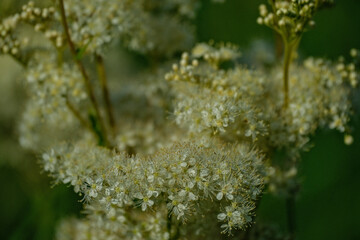 Filipendula ulmaria flowering meadowsweet full blossom close up macro