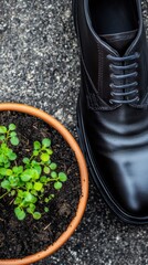 Black leather shoes next to a pot of soil with green sprouts. Top view