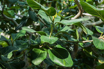 Ficus Benghalensis Tree