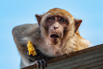 Crab-eating Macaque Portrait