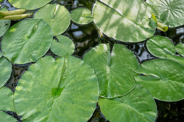 Nymphaea Caerulea Floating Leaves