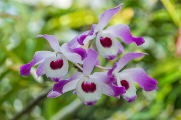 Dendrobium Nobile Orchid Flowers