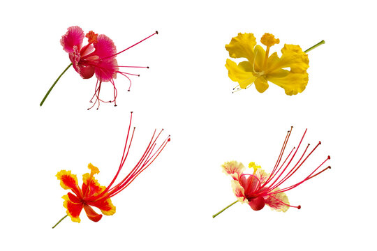 Close-up of a multi-colored Caesalpinia pulcherima flower isolated on a transparent background png file.
