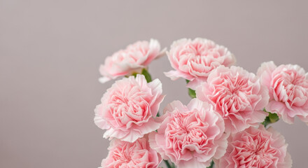 Soft pastel pink carnations bloom in gentle light against neutral background creating elegant floral arrangement symbolizing love romance and spring freshness
