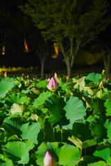 연꽃