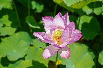 연꽃