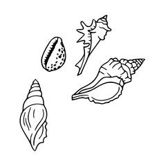 ocean shells line art illustration