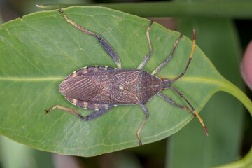 Australian leaf-footed bug (Amorbus alternatus) - dorsal view