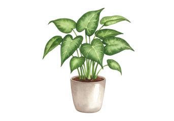 Green Houseplant Illustration on Transparent Background Indoor Natural Leaf