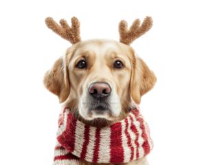 Golden retriever wearing reindeer antlers and red white striped scarf, festive holiday pet portrait, isolated on transparency background, cheerful and adorable winter theme