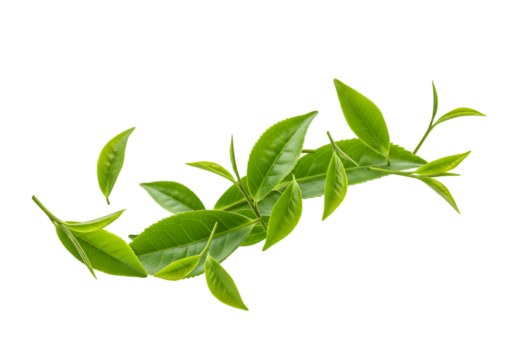 Isolated Fresh Green Tea Leaves Transparent Background Herbal Plant