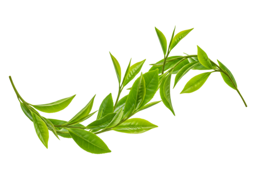 Isolated Fresh Green Tea Leaves Transparent Background Herb Plant