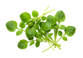 Isolated Fresh Green Watercress Leaves on Transparent Background